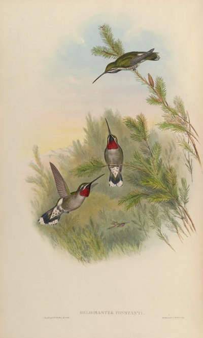 Heliomaster Constantii by John Gould